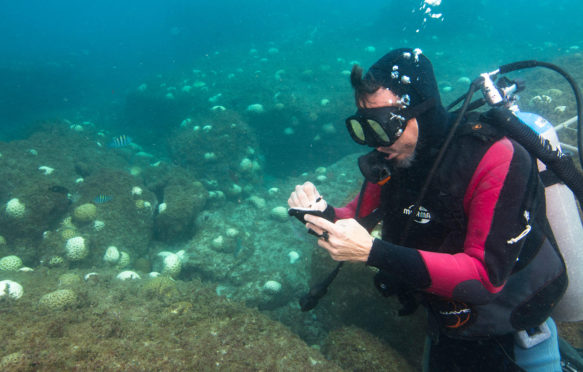 F560N5科学潜水员在巴西圣保罗州海岸的Alcatrazes Island举行的珊瑚漂白活动中记笔记。