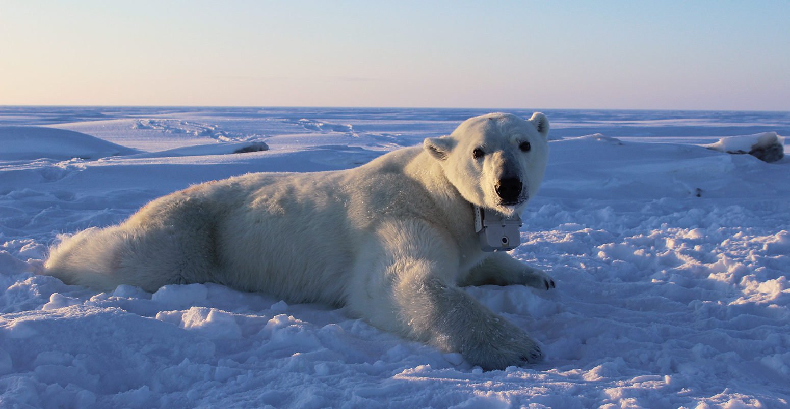 Polar bear with a GPS-equipped video camera collar, on the sea ice of the Beaufort sea.