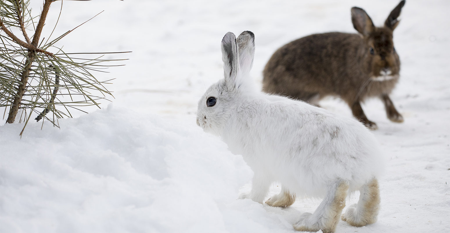 Snowshoe hares.