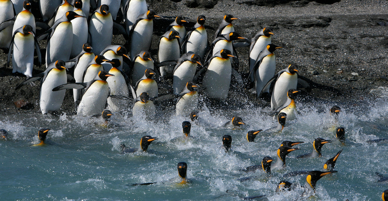 E462PE King penguins (Aptenodytes patagonicus) crossing water to reach breeding site, South Georgia. Taken on location for BBC Frozen Planet series, 2008.