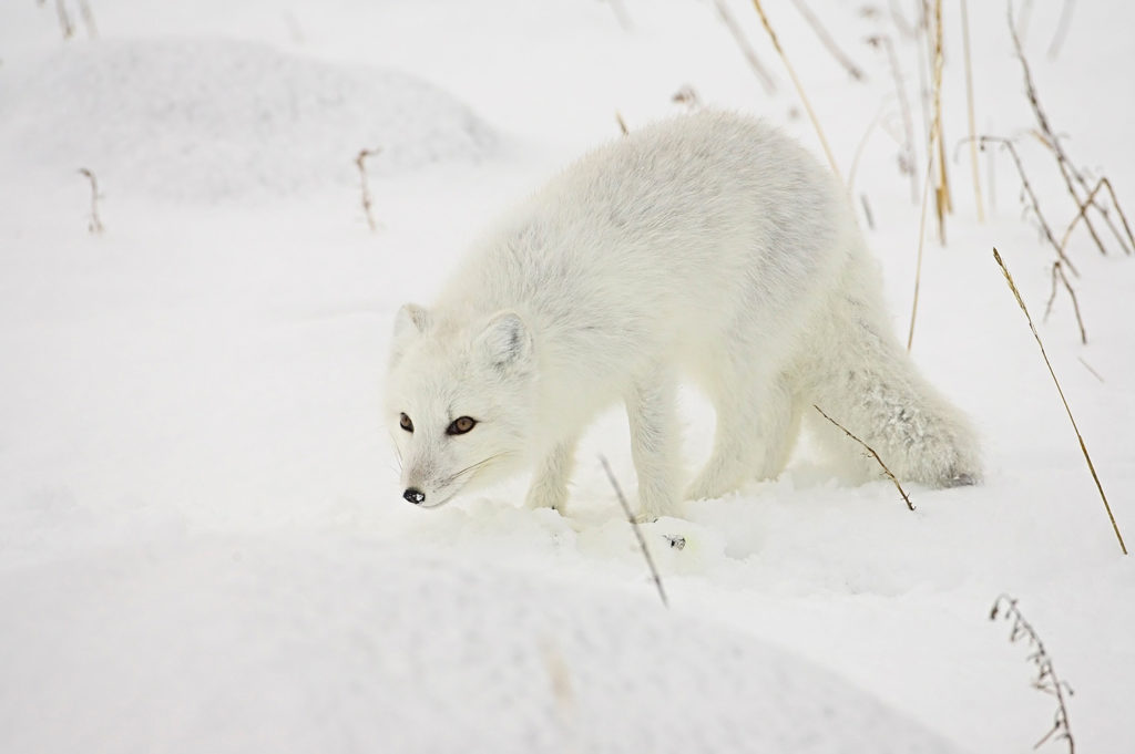 Arctic fox (Alopex lagopus) in snow, Churchill, Manitoba, Canada, North America. Credit: robertharding / Alamy Stock Photo ARMFMJ