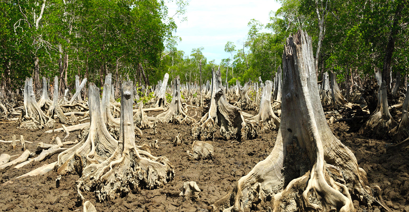 A deforested spot in a mangrove forest. Credit: Oliver S. - Madagascar General / Alamy Stock Photo. EDW769