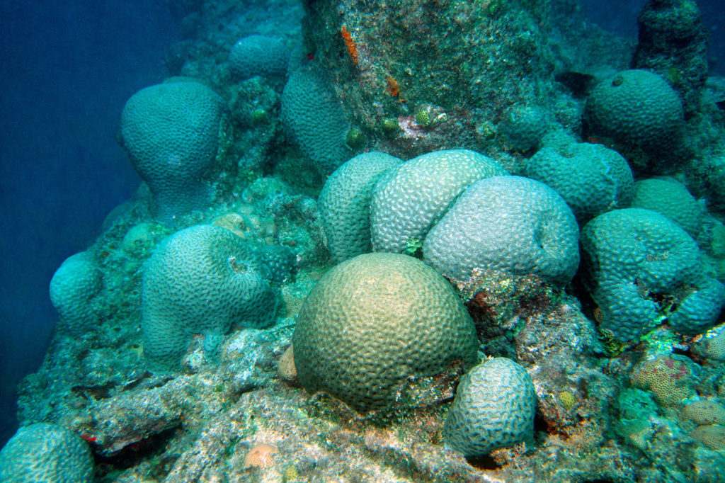 Coral colonies Mussismilia braziliensis endemic species to Abrolhos National Marine Sanctuary Bahia Brazil South Atlantic. Image shot 2000. Exact date unknown. Credit: Andre Seale / Alamy Stock Photo. A3REB9