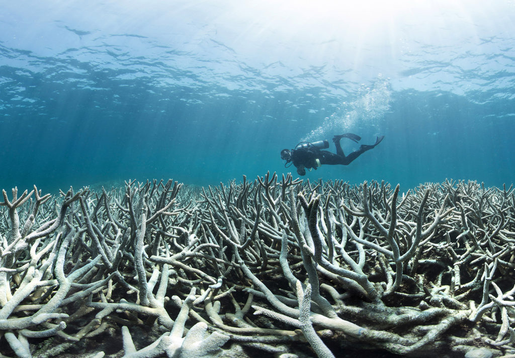 A diver checks out the coral bleaching at Heron Island in February 2016. This area was one of the first to bleach at Heron Island, which is located close to the southern most point of the Great Barrier Reef.