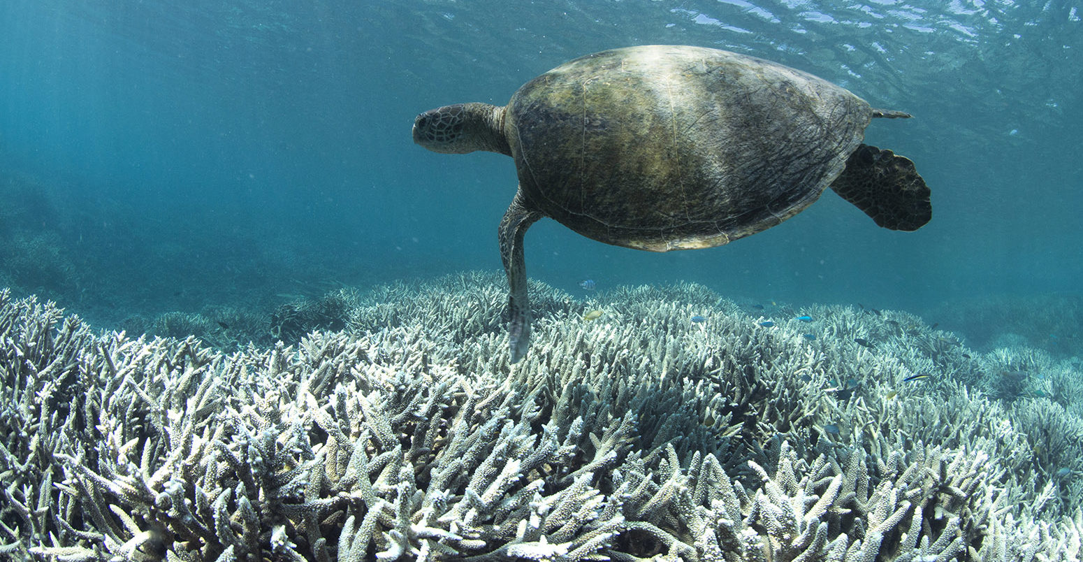 A turtle swims over the bleached coral at Heron Island on the Great Barrier Reef in February 2016.