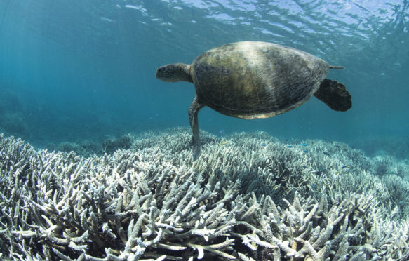 一只乌龟于2016年2月在大堡礁的苍鹭岛上的漂白珊瑚上游泳。