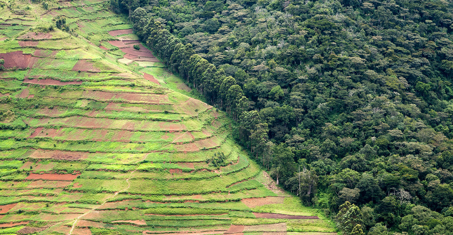 Deforestation for agriculture along border of Bwindi Impenetrable Forest NP, Uganda. Credit: Nature Picture Library / Alamy Stock Photo. K2EEGM