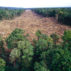巴布亚新几内亚库图布湖以南的热带雨林清理。图片来源：Minden图片 / Alamy Stock Photo。H7PNTF