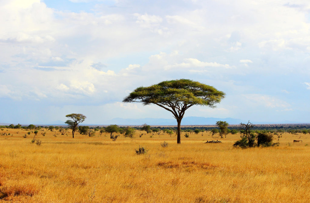 African savannah landscape in Tsavo Park, Kenya. Credit: Maciej Czekajewski / Alamy Stock Photo. E6JK5H