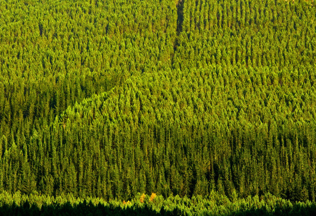 Pine tree plantation. Western Cape South Africa. Credit: Rodger Shagam / Alamy Stock Photo. G43WDF