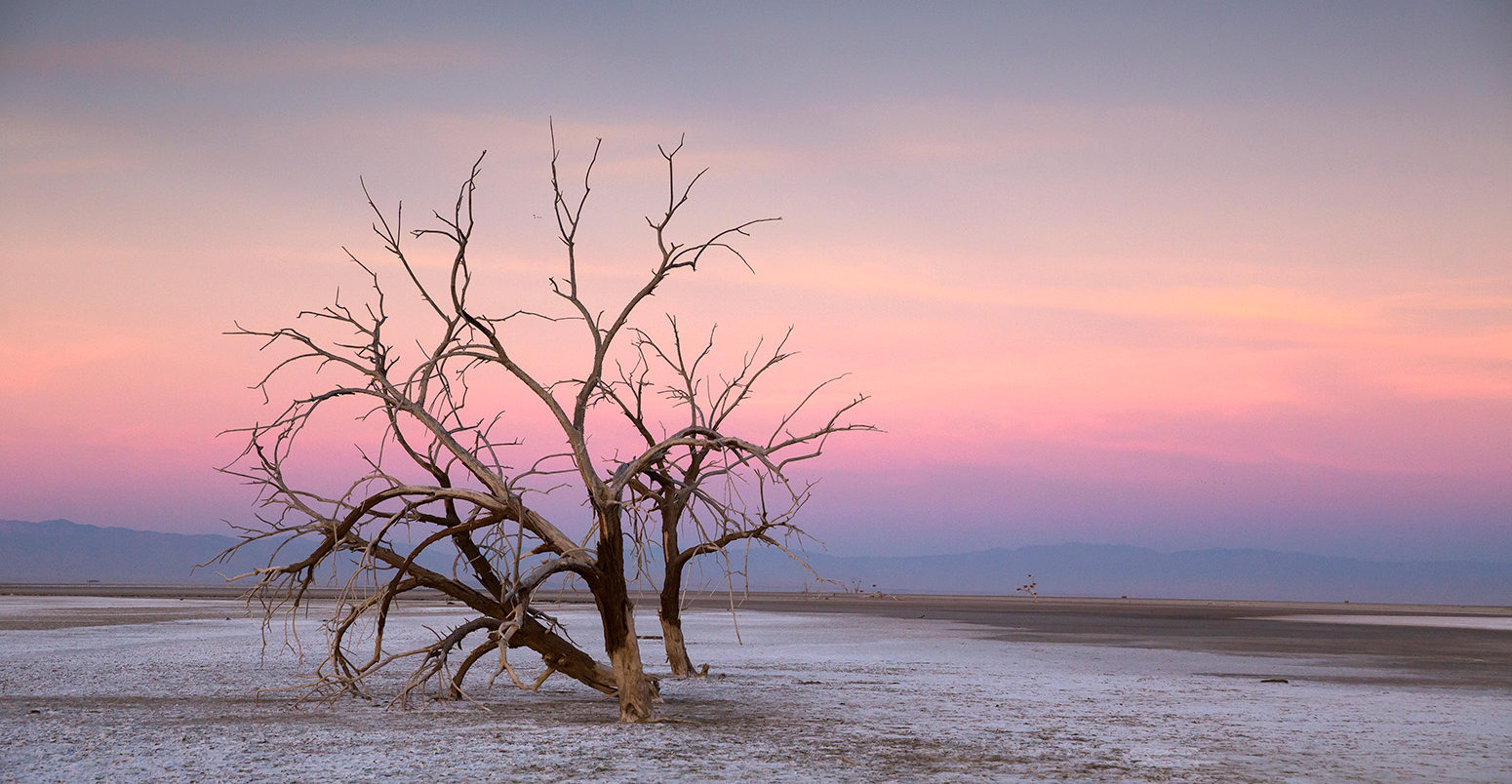 Dead cottonwood trees in the early morning light. Salton City, California, US. 18 Feb 2014. Credit: Scott London/Alamy Live News. DTKAM7