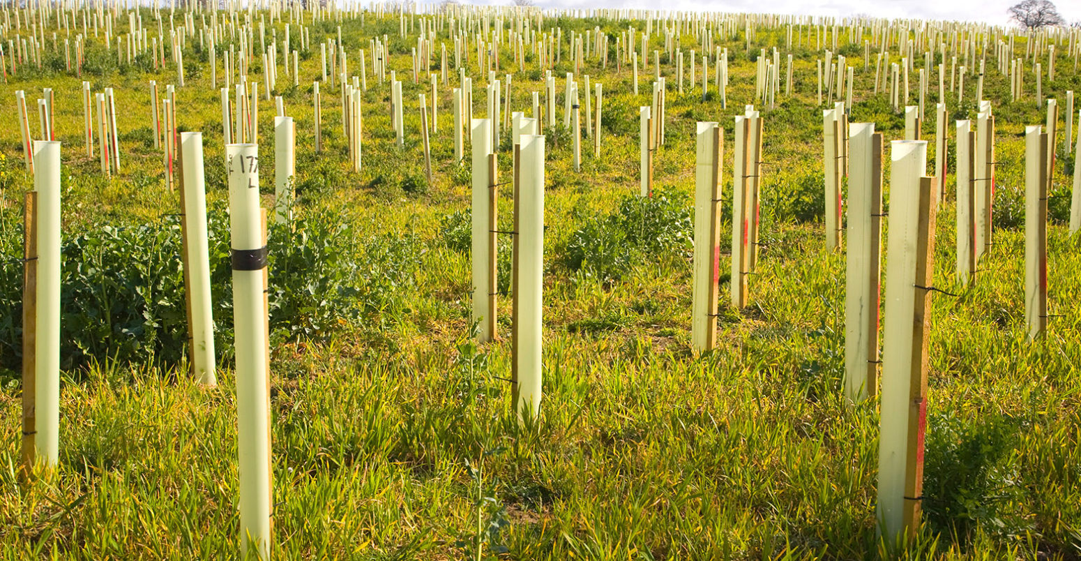 Newly planted field of trees in plastic protective tubes, Suffolk, UK. Credit: geogphotos / Alamy Stock Photo. CN10J3