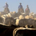 牛在西得克萨斯州牧场运输前汇总。图片来源：Luc Novovitch / Alamy Stock Photo。mdhe8j
