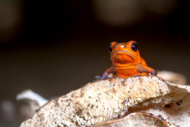 Strawberry Poison Frog, Oophaga pumilio-Sarapiqui, Costa Rica. Credit: Luis Louro / Alamy Stock Photo. JK188M