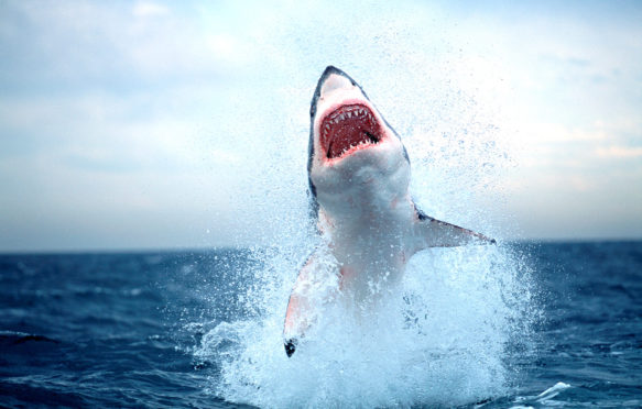 Great white shark breaching on seal decoy, False Bay, South Africa. Credit: Nature Picture Library / Alamy Stock Photo. F13YX6