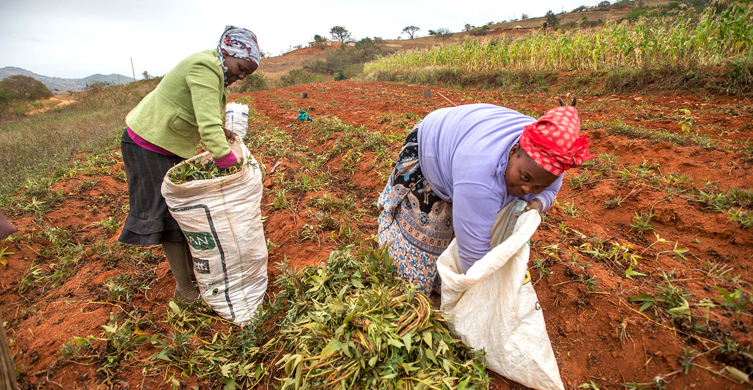 Harvesting yam plants in the Hhohho region of Swaziland, Africa. Credit: Edwin Remsberg / Alamy Stock Photo. FDHF9B