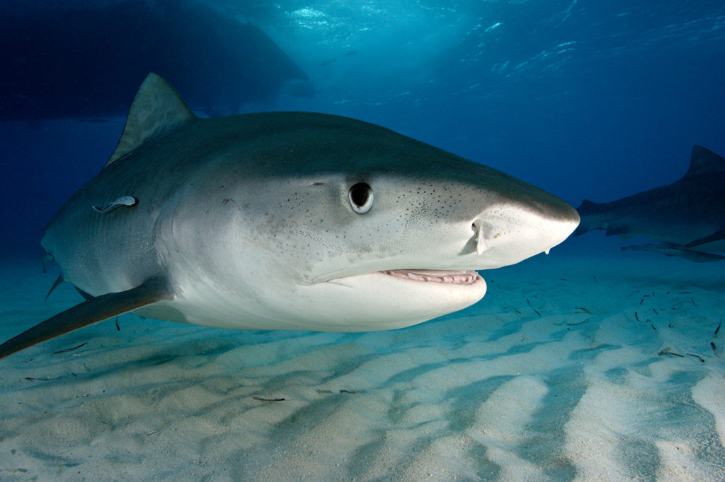 Tiger Shark, Bahamas, Atlantic Ocean. Credit: Brandon Cole Marine Photography / Alamy Stock Photo. AT77CK