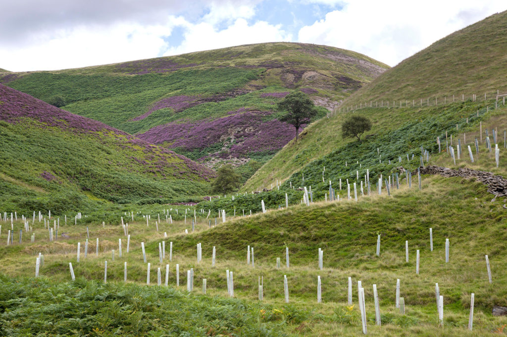 Native tree planting in Cranberry Clough, Howden Moors. Peak District National Park, Derbyshire, UK. Credit: Nature Picture Library / Alamy Stock Photo. K2D353