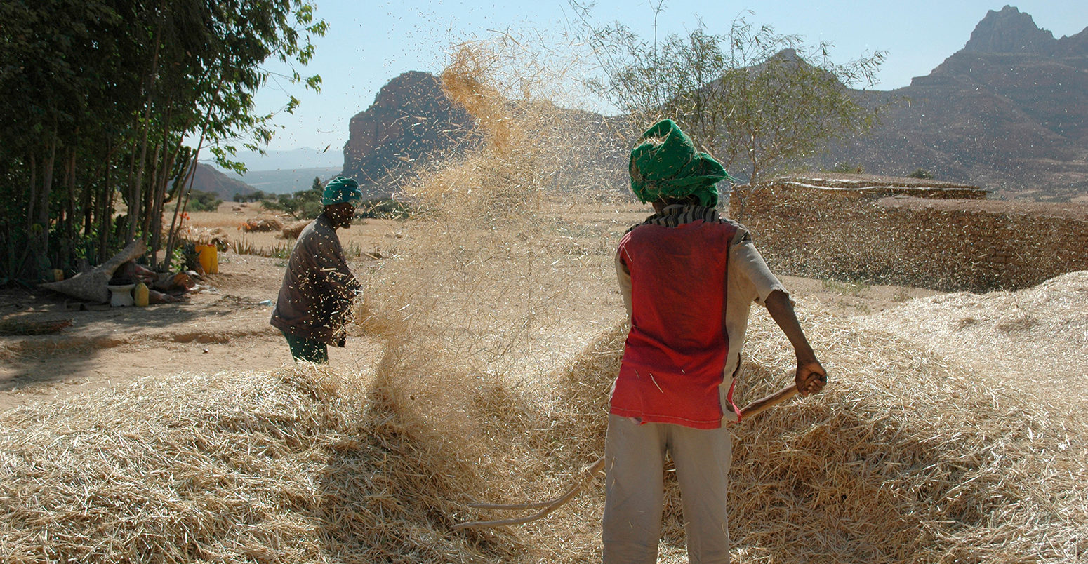 A567KM Farmers winnowing wheat crop, Ethiopia, 2004