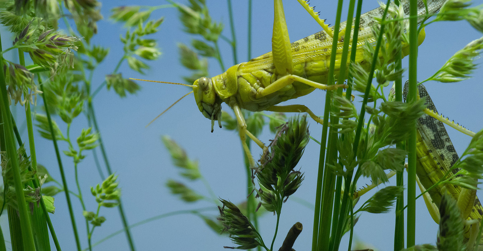 D9KNEY Desert locust (Schistocerca gregaria). Image shot 06/2013. Exact date unknown.