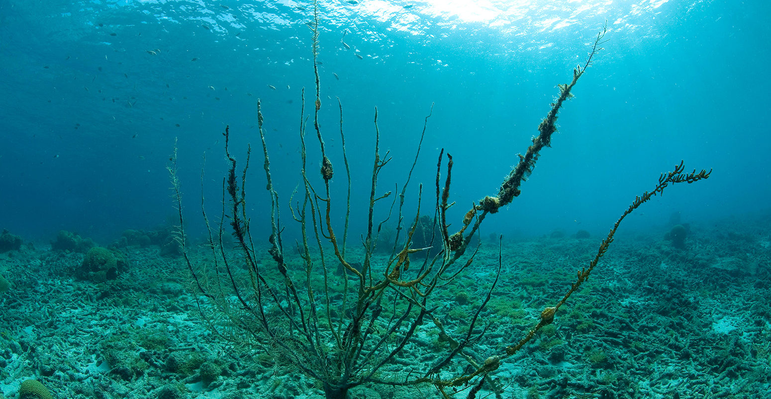 Dead sea fan coral, Caribbean sea. Credit: Helmut Corneli / Alamy Stock Photo. M731Y2