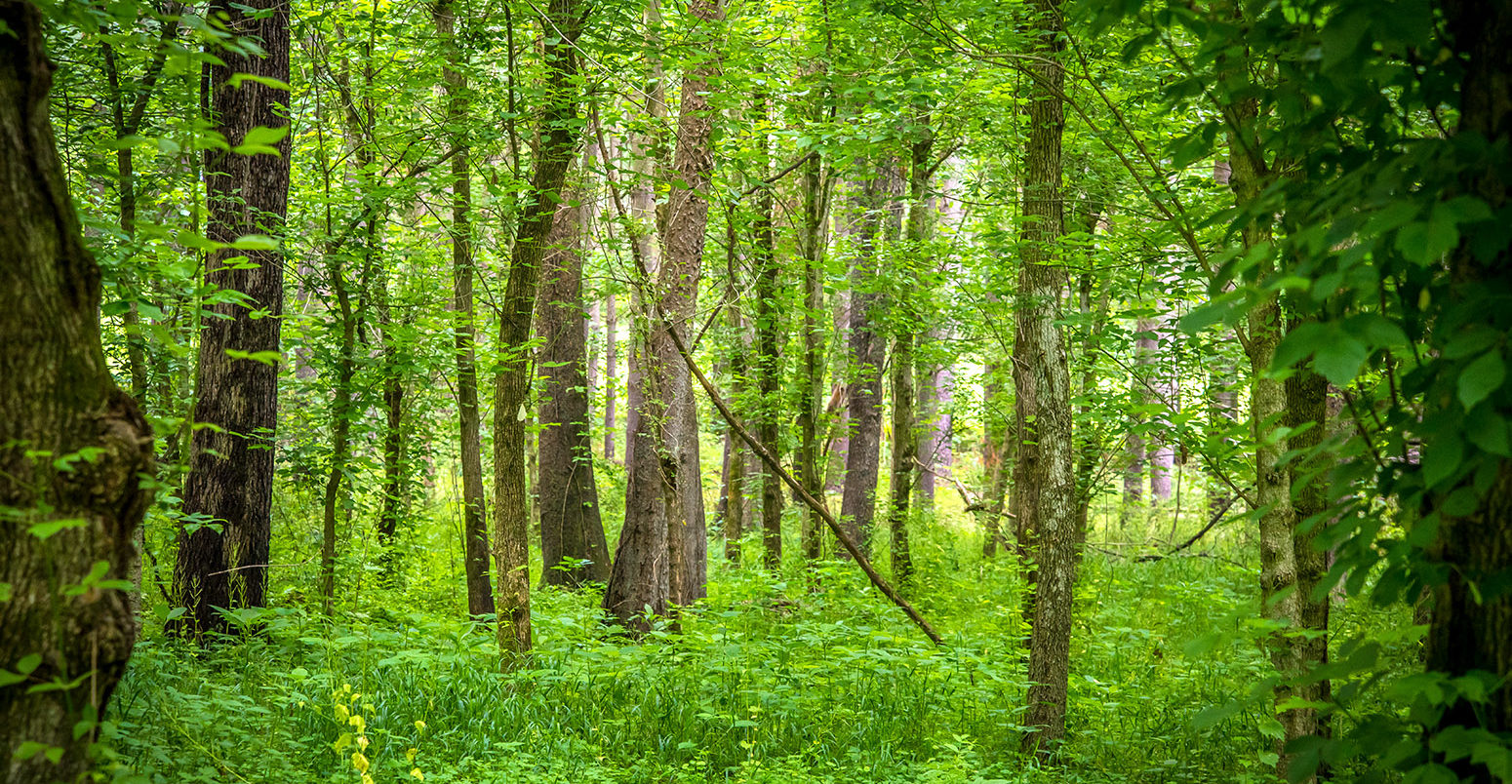 Boonsboro forest, Maryland, US. Credit: Joseph Thomas / Alamy Stock Photo. J90GD7