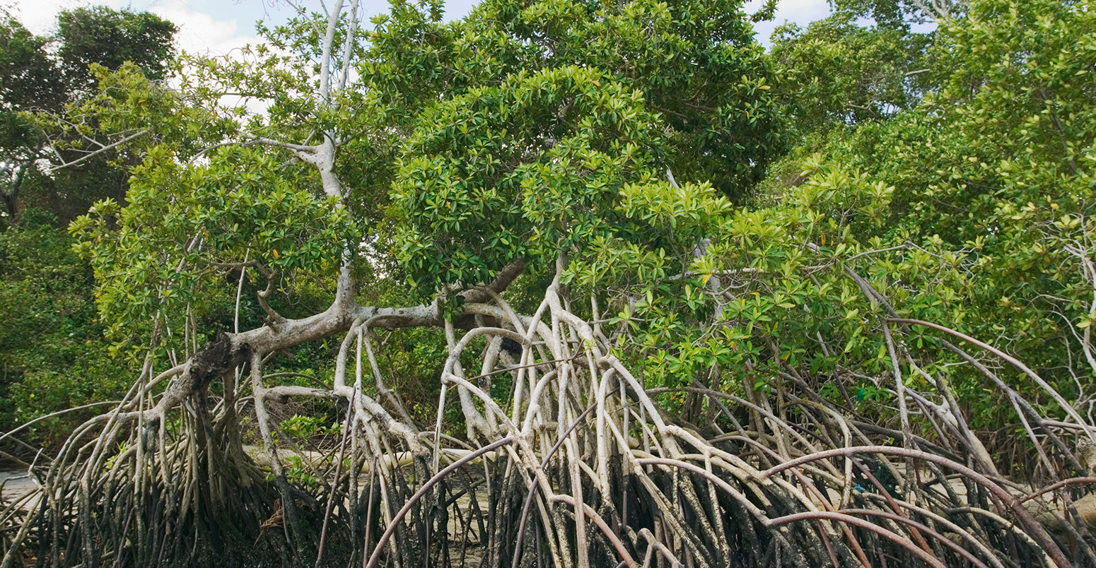 A1TRBP气生根systems at the base of mangrove trees inside the mouth of the Amazon nr Soure Marajo Island Para state Brazil. Image shot 2005.