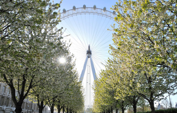 London Eye and blossom trees in spring. Credit: Richard Barnes / Alamy Stock Photo. D79E7B