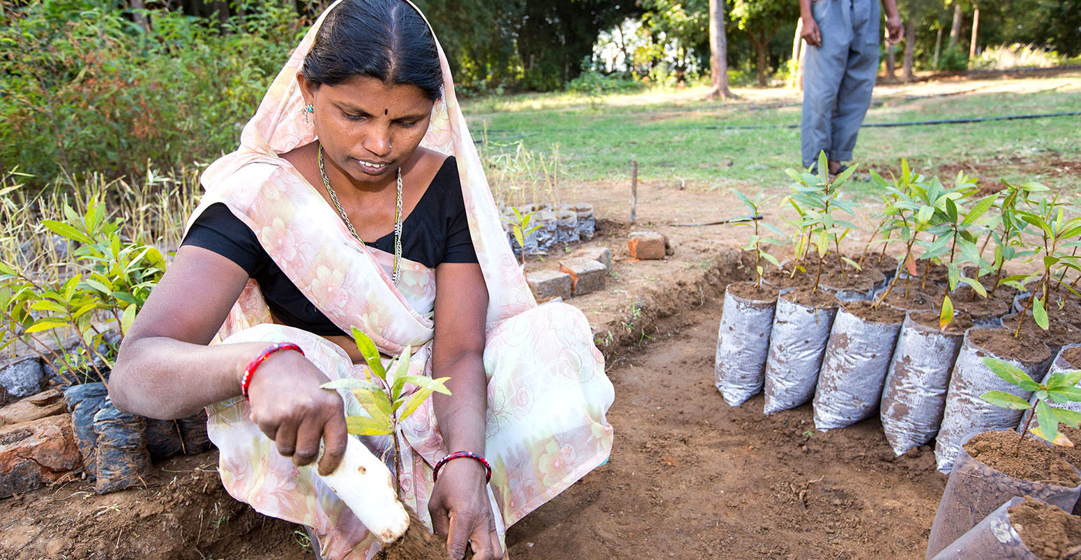 A woman plants trees in Goraj, India. Credit: Ashley Cooper pics / Alamy Stock Photo.