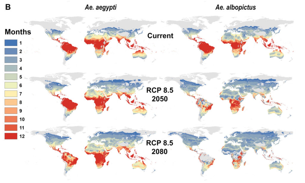 Geographic distribution of the yellow fever mosquito (A. aegypti) and the Asian tiger mosquito (A. albopictus) in present day (top) and in 2050 (middle) and 2080 (bottom) under a scenario of extreme climate change. Colour is used to indicate the number of months in a year with disease transmission risk and grey indicates absence of risk. Source: Ryan et al. (2019)