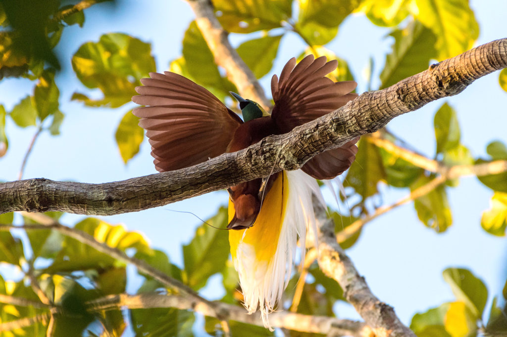 Male Lesser Bird-of-paradise in courtship display, Papua, Indonesia. Credit: Gabbro / Alamy Stock Photo. R0K8B4