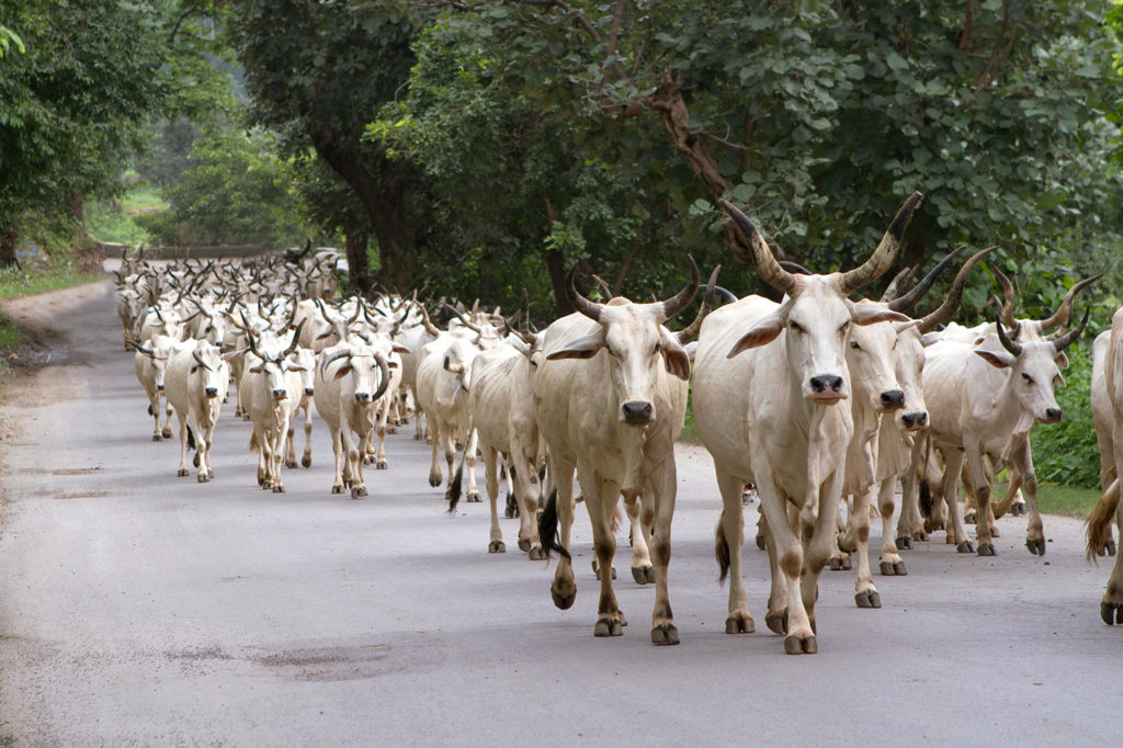 A herd of Indian cows near Mount Abu hill in Rajasthan, India. Credit: Kailash Kumar / Alamy Stock Photo. PG4NFB