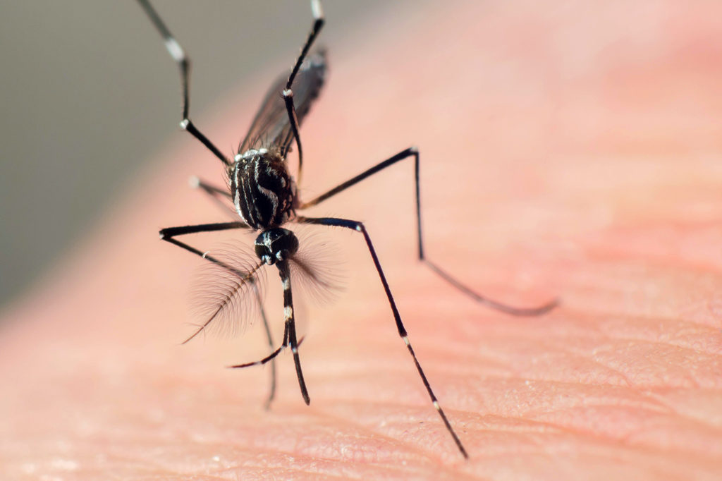 妈le yellow fever mosquito (Aedes aegypti). Credit: João Burini / Alamy Stock Photo. PRT0Y4