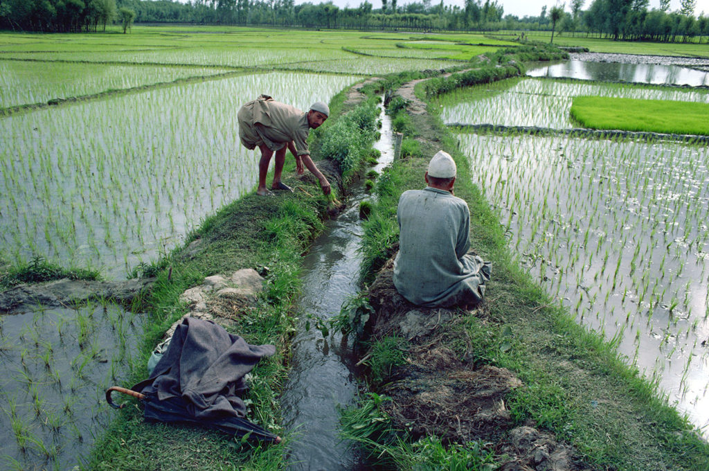 Workers in rice paddy fields, Kashmir, India. Credit: robertharding / Alamy Stock Photo. B5A3T8