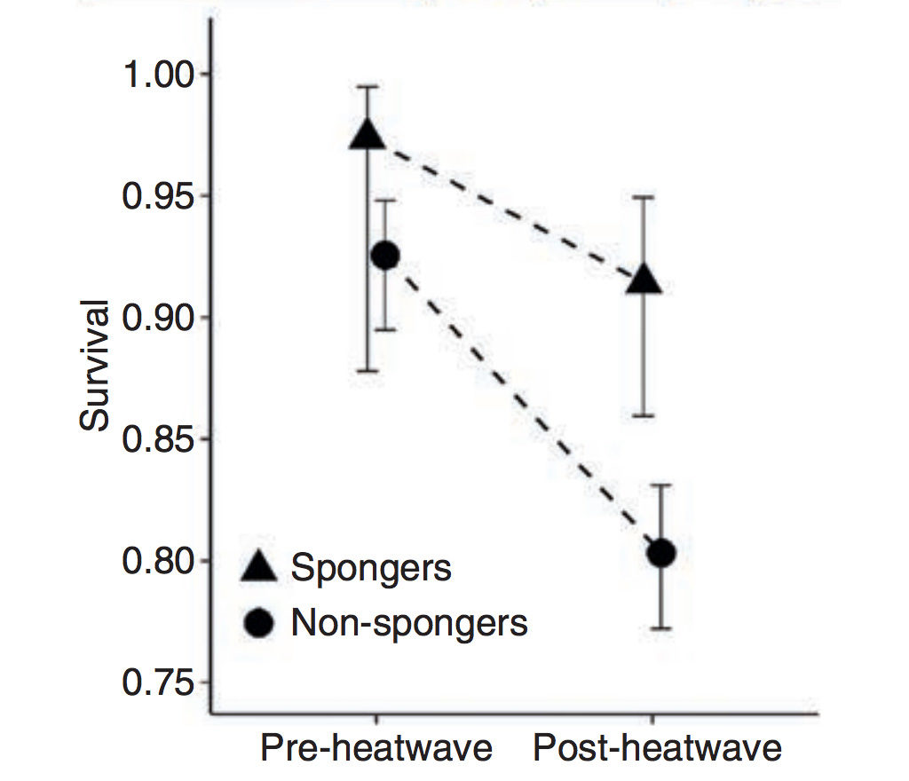 Survival chances for “sponger” and “non-sponger” dolphins following the 2011 heatwave in Shark Bay, Australia. Source: Wild et al. (2019)