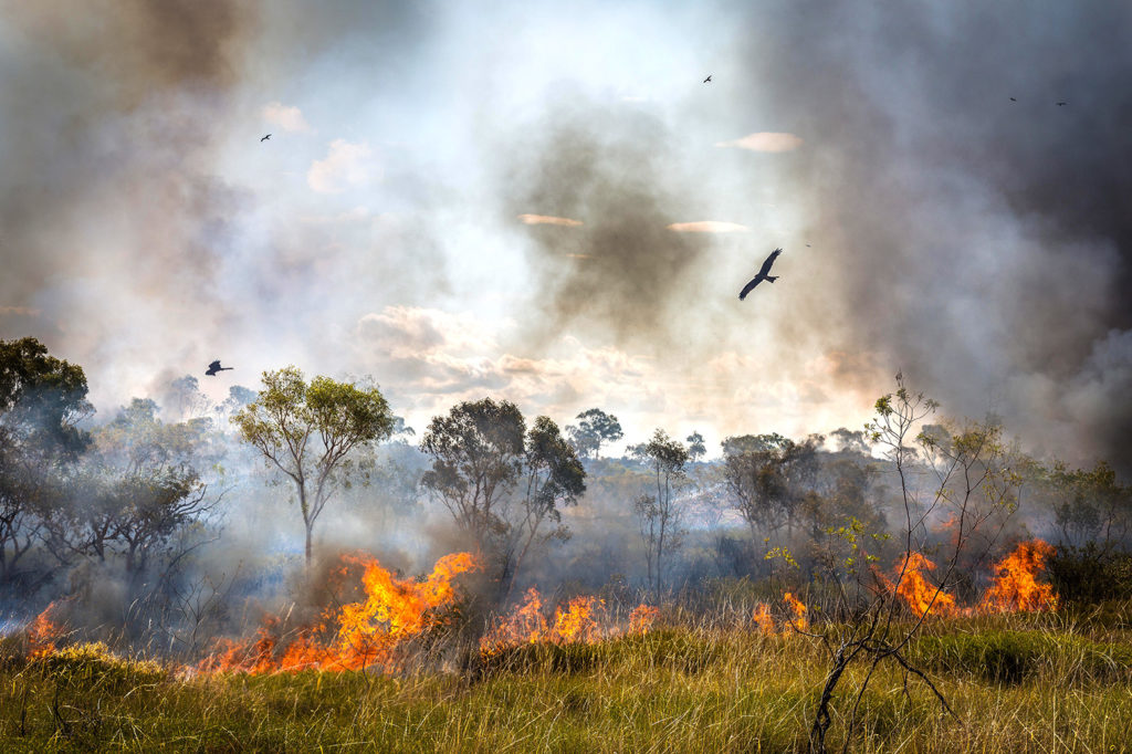 Black Kite flee a bushfire in Northern Territory, Australia on 9 December 2016. Credit: Brad Leue / Alamy Stock Photo. HTWDYA