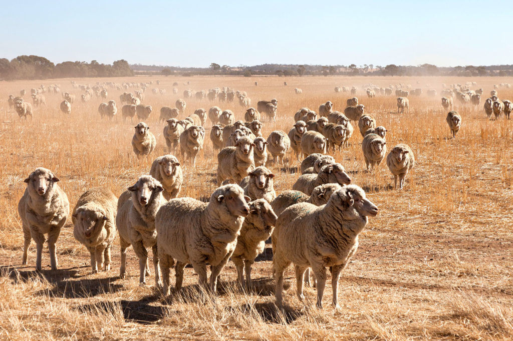 A herd of sheep on the Tin Horse Highway in Western Australia. Credit: Julie Mowbray / Alamy Stock Photo. E1W8MN