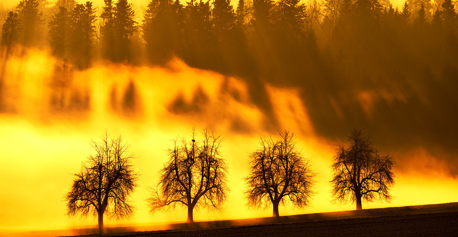 Sun rays filtering through a row of trees, Kappel, Switzerland. Credit: imageBROKER / Alamy Stock Photo. FJBXTK