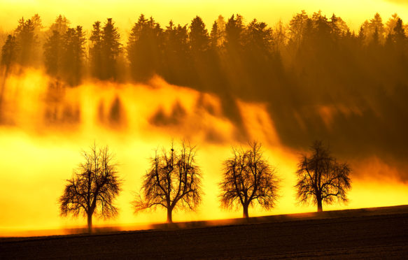 Sun rays filtering through a row of trees, Kappel, Switzerland. Credit: imageBROKER / Alamy Stock Photo. FJBXTK