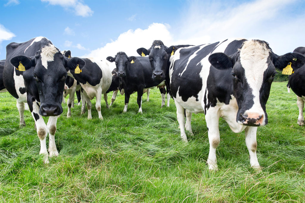 Herd of Friesian dairy cows, County Tipperary. Stephen Power / Alamy Stock Photo.