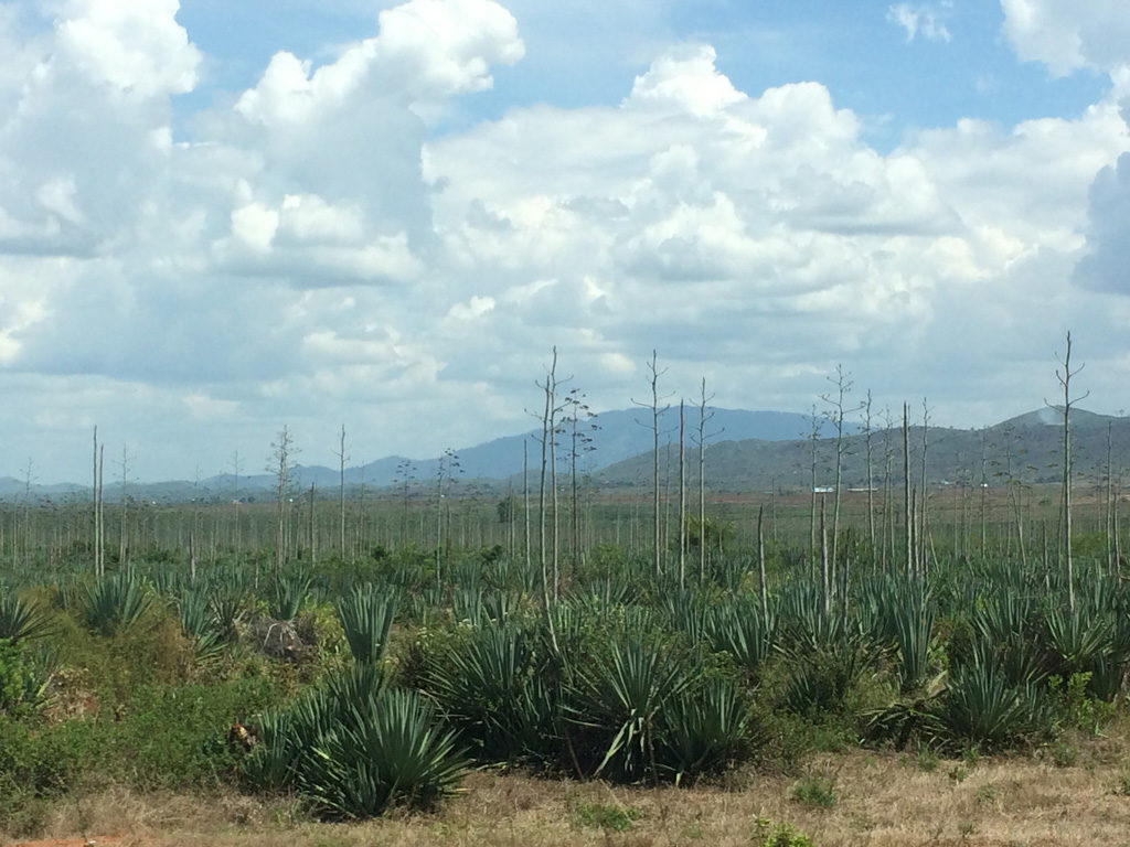 Sisal plantation in region of Rufiji Basin, Tanzania. Credit: L. Pettinotti