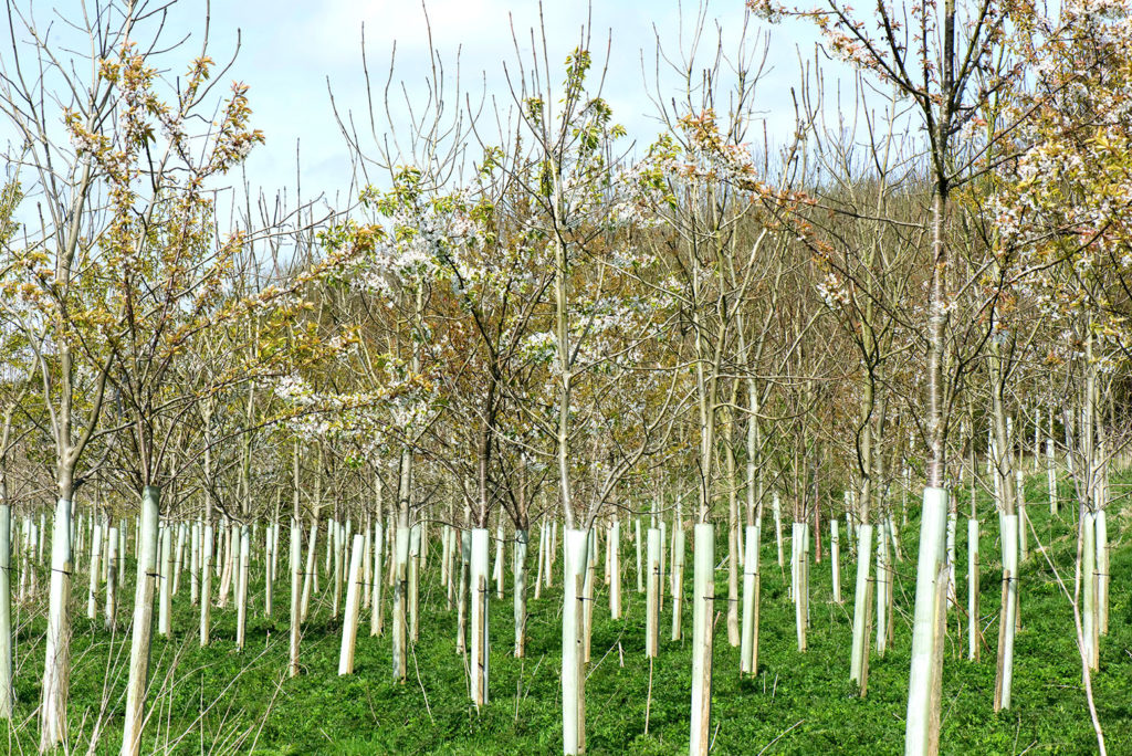 A plantation of young trees for woodland, Berkshire, UK. Credit: Nigel Cattlin / Alamy Stock Photo. KJA0DA