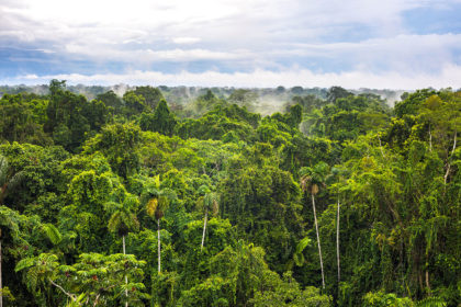 Amazon Rainforest at Sacha Lodge, Coca, Ecuador, South America.