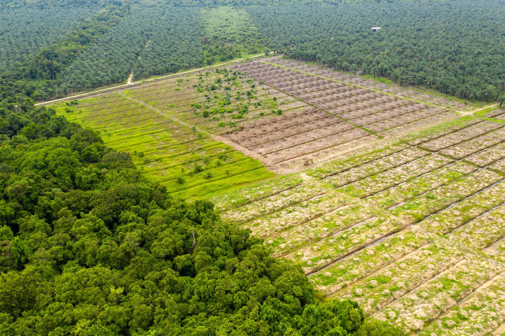森林砍伐使棕榈油种植园in Sabah, Malaysia. Credit: RDW Aerial Imaging / Alamy Stock Photo. W6GX8C