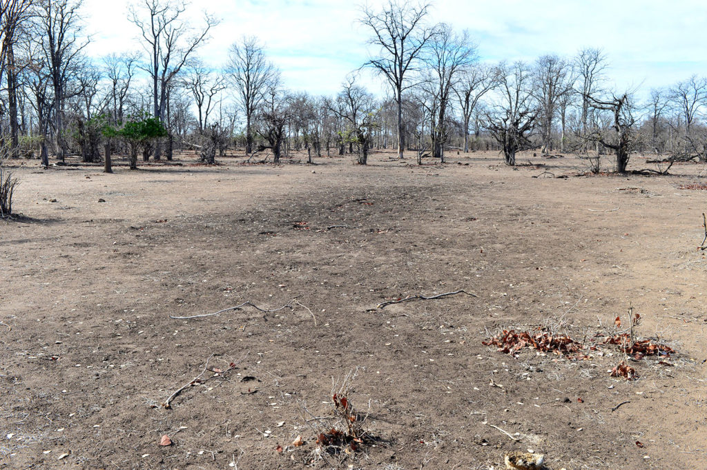 无叶的Mopane树木在东部地区的干旱Zimbabwe. Credit: Afripics / Alamy Stock Photo. H8M093