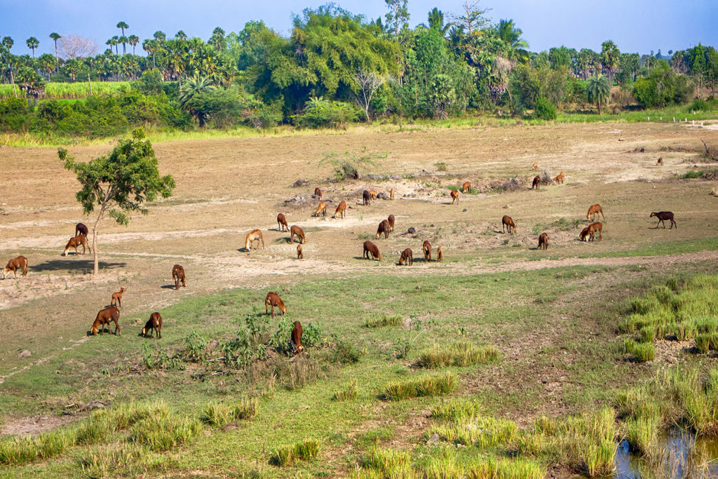 Land affected by overgrazing by cattle in India. Credit: Maximilian Buzun / Alamy Stock Photo. KKFE00