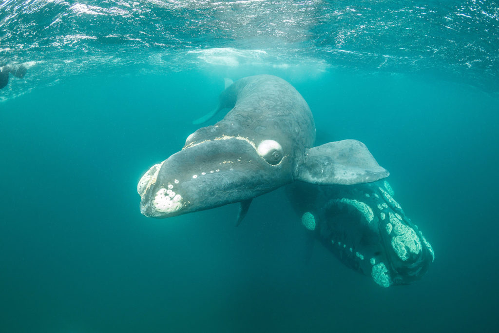 滨南露脊鲸和她的小腿,巴尔德斯a, Argentina. Credit: Wildestanimal / Alamy Stock Photo. PT4BH6