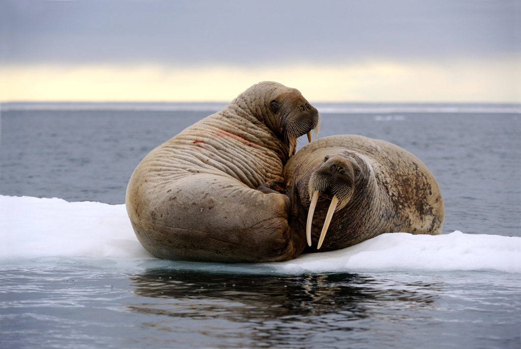 Walrus in Foxe Basin, Canada. Credit: Nature Picture Library / Alamy Stock Photo. HY01GF