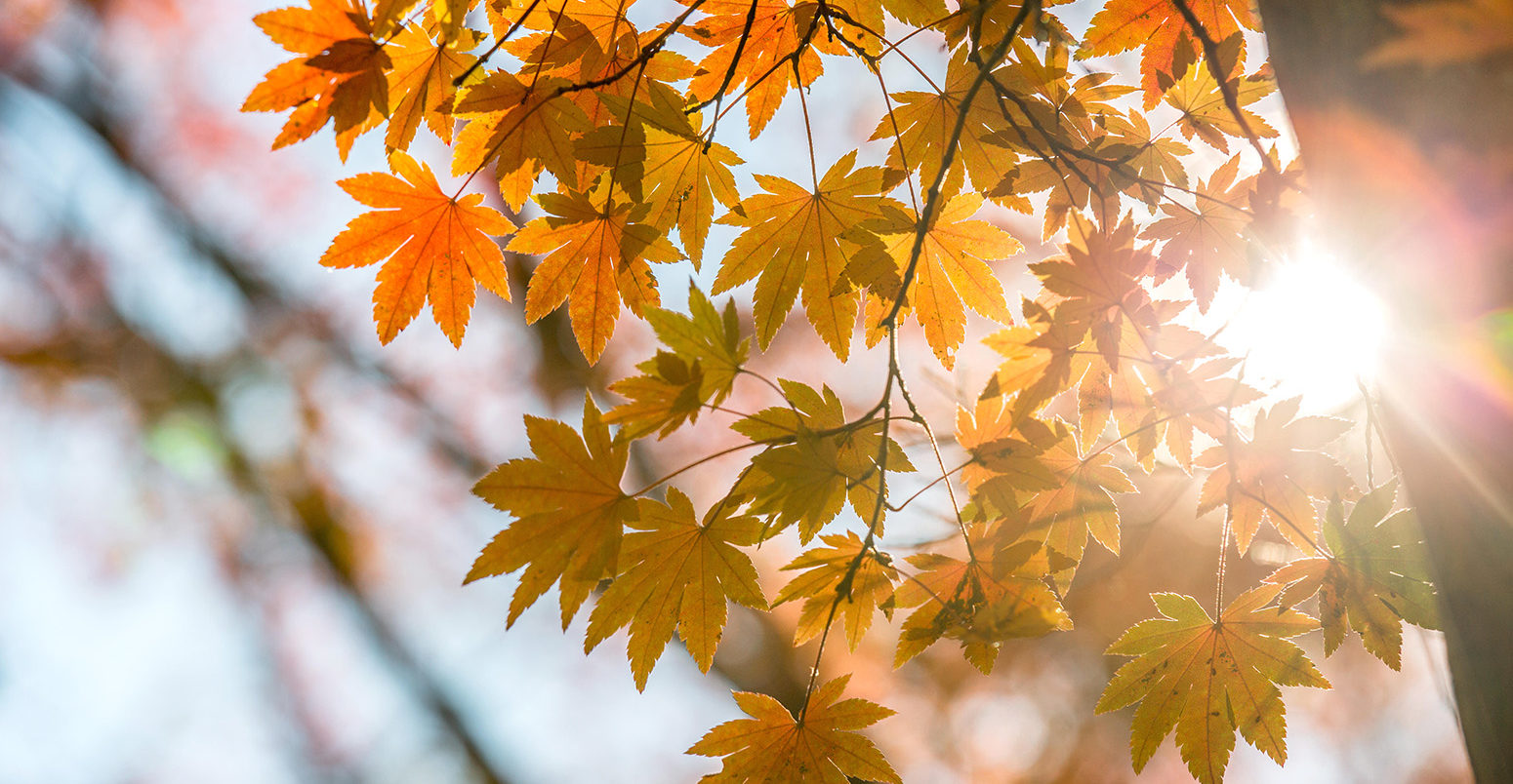 Autumn leaves. Credit: Vichaya Kiatying-Angsulee / Alamy Stock Photo. G8MN0T