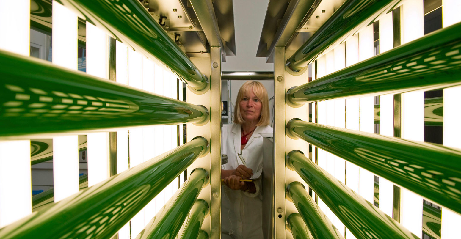 A chemicals assistant inspects the photoreactor for growing of microalgae at Institute for Proceeding of Cereals (IGV) in Bergholz-Rehbruecke, Germany Credit: dpa picture alliance archive / Alamy Stock Photo